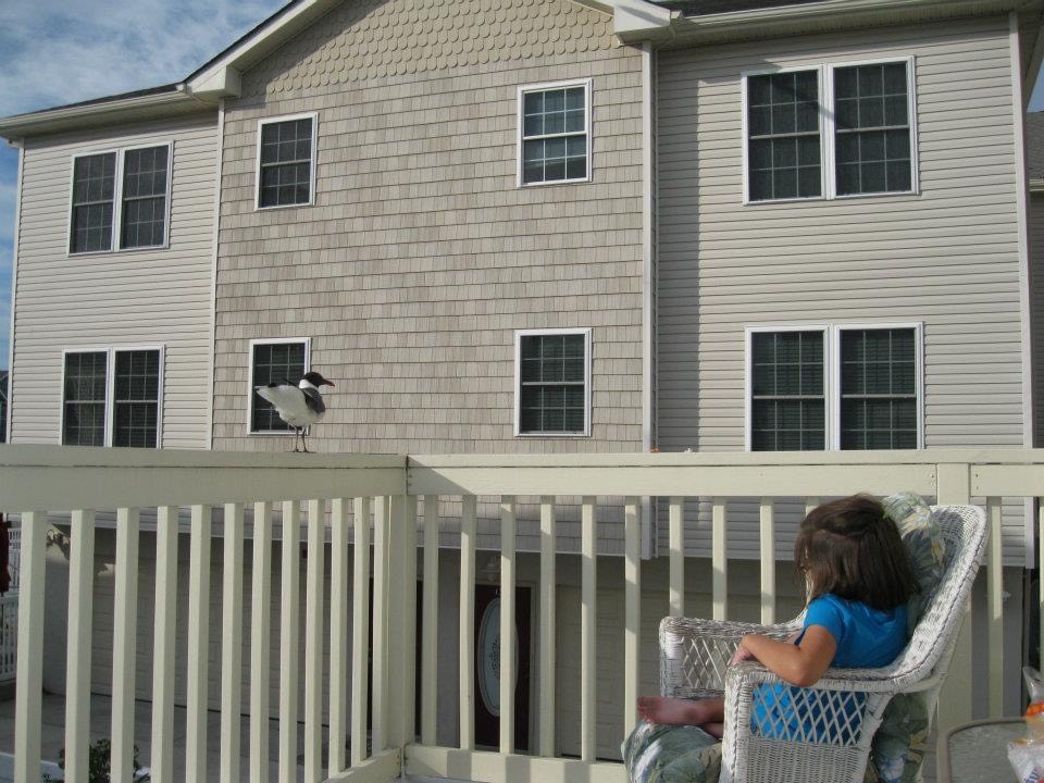 young Jessi staring at a seagull on the deck in Wildwood, NJ