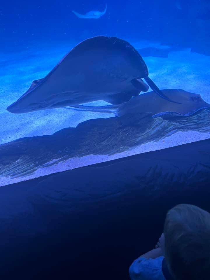 A sting ray at the aquarium