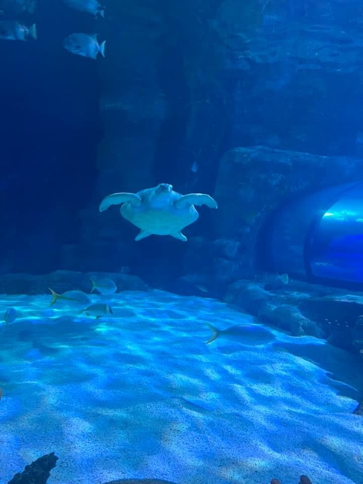 A turtle at the aquarium