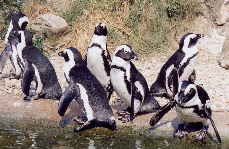 a group of penguins with dots on their bellies. 